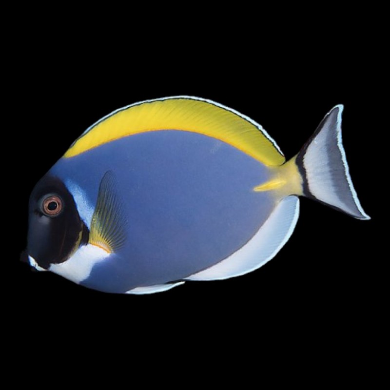 Powder Blue Tang