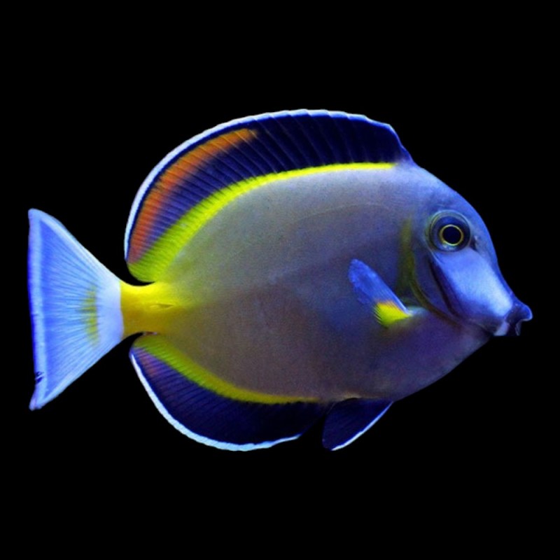 Powder Brown Tang