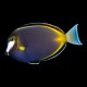 Powder Brown Tang