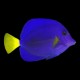Purple Tang