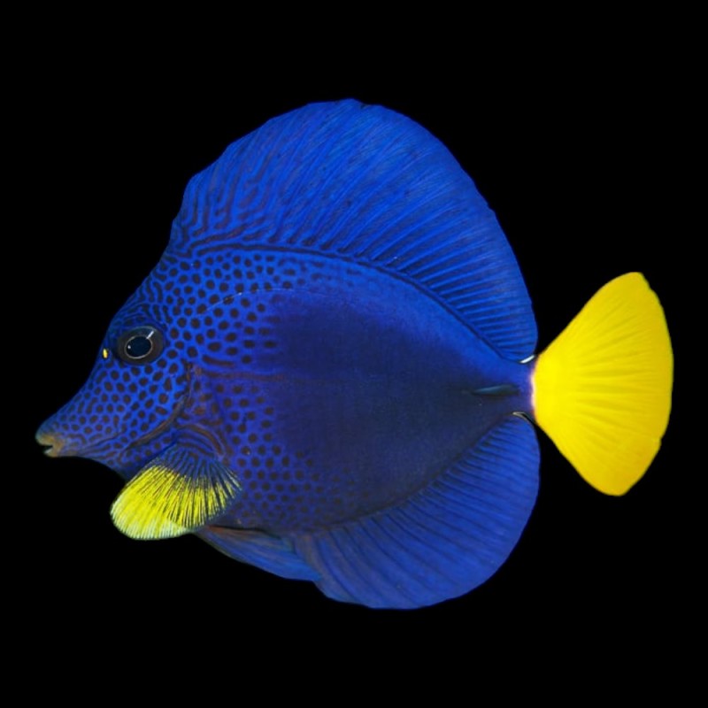 Purple Tang