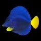 Purple Tang
