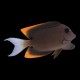 Tomini Bristletooth Tang