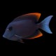 Tomini Bristletooth Tang