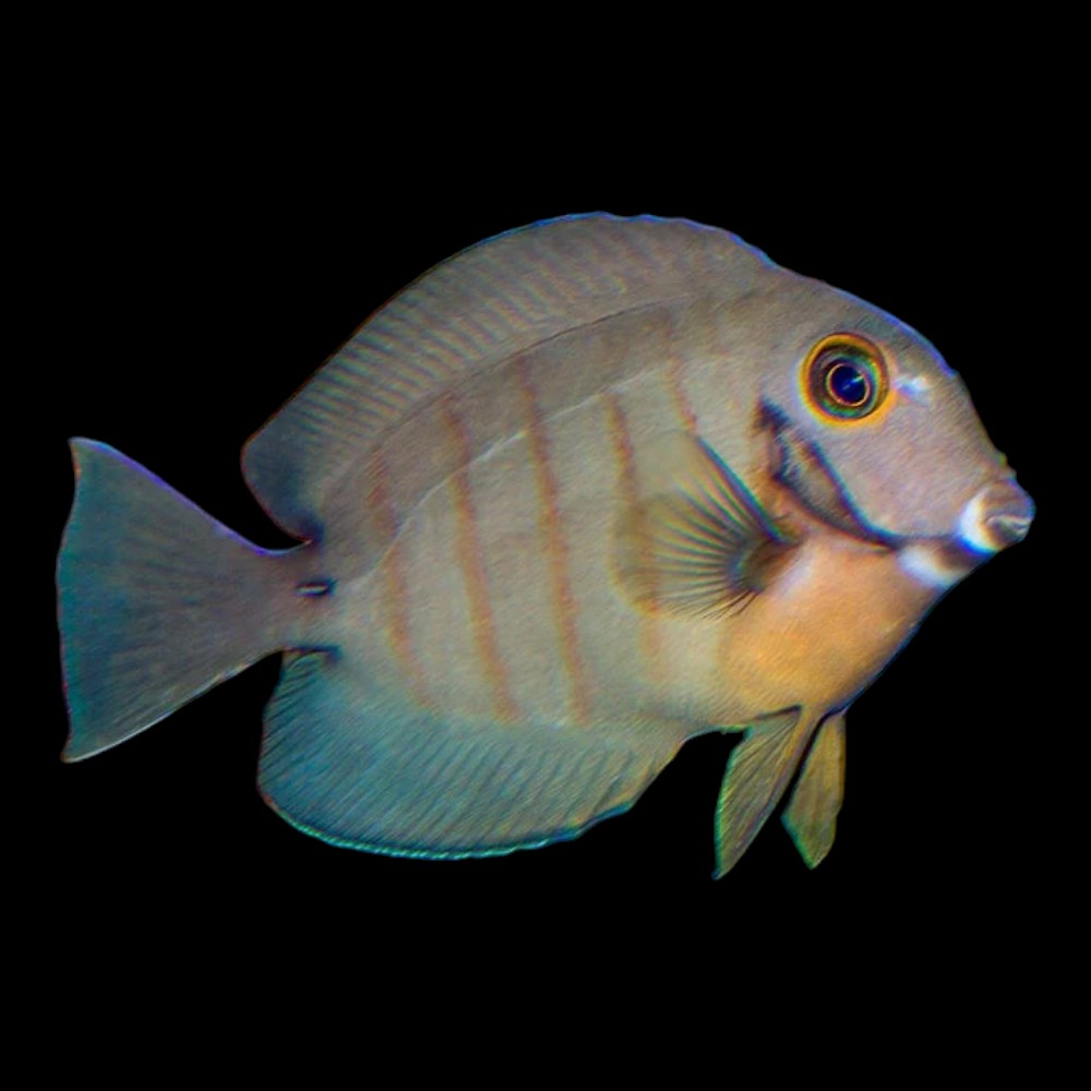 Tristis Surgeonfish