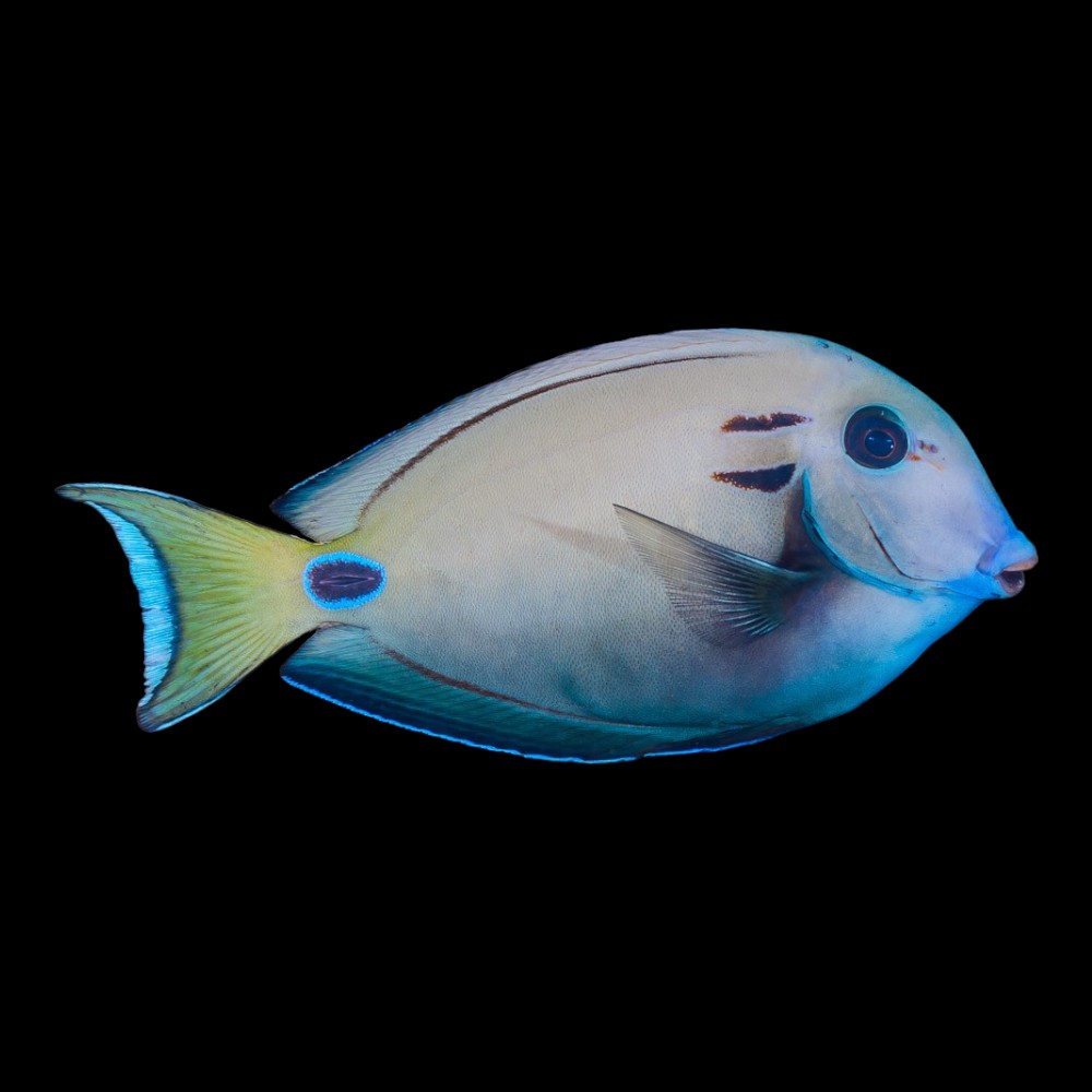 Vampire Tang