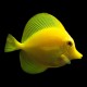 Yellow Tang