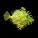Filefish