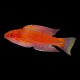 Angula Flasher Wrasse