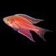 Angula Flasher Wrasse