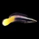 Bi-colour Cleaner Wrasse