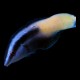 Bi-colour Cleaner Wrasse