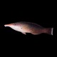 Birdmouth Wrasse - Female