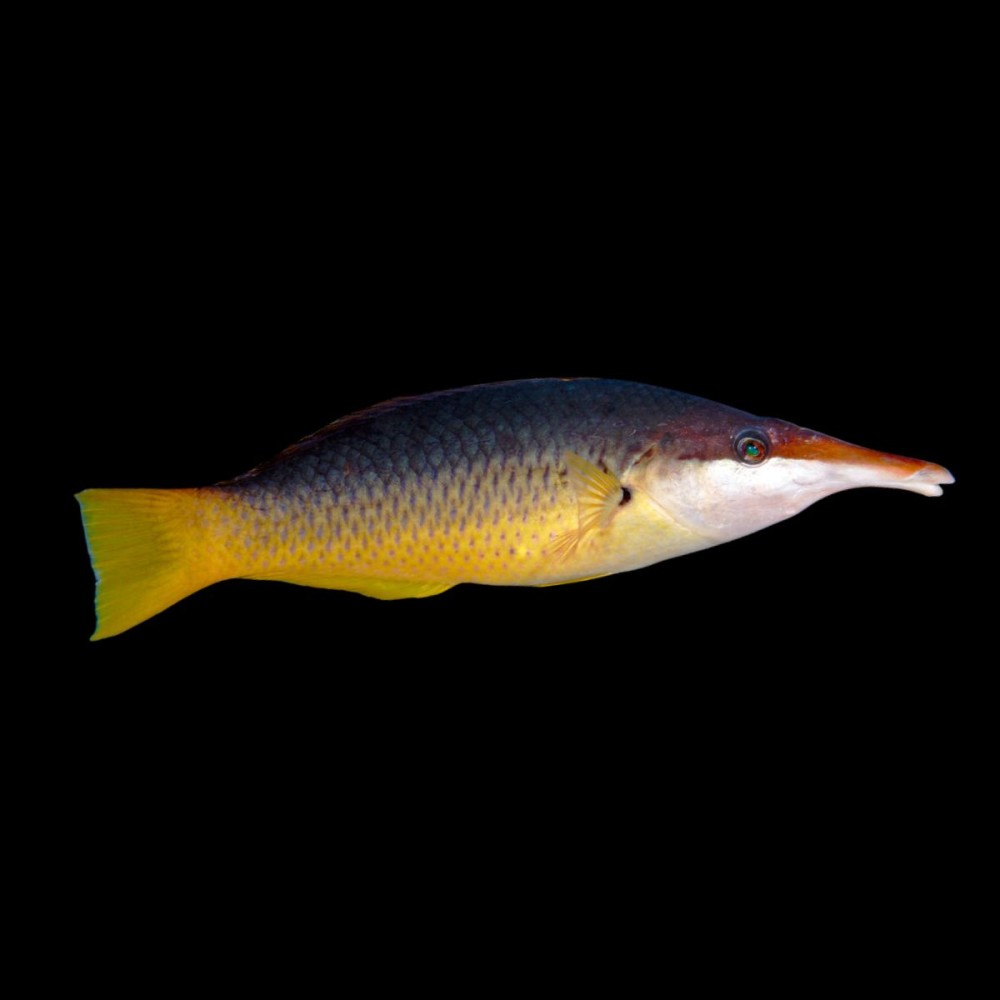 Birdmouth Wrasse - Female