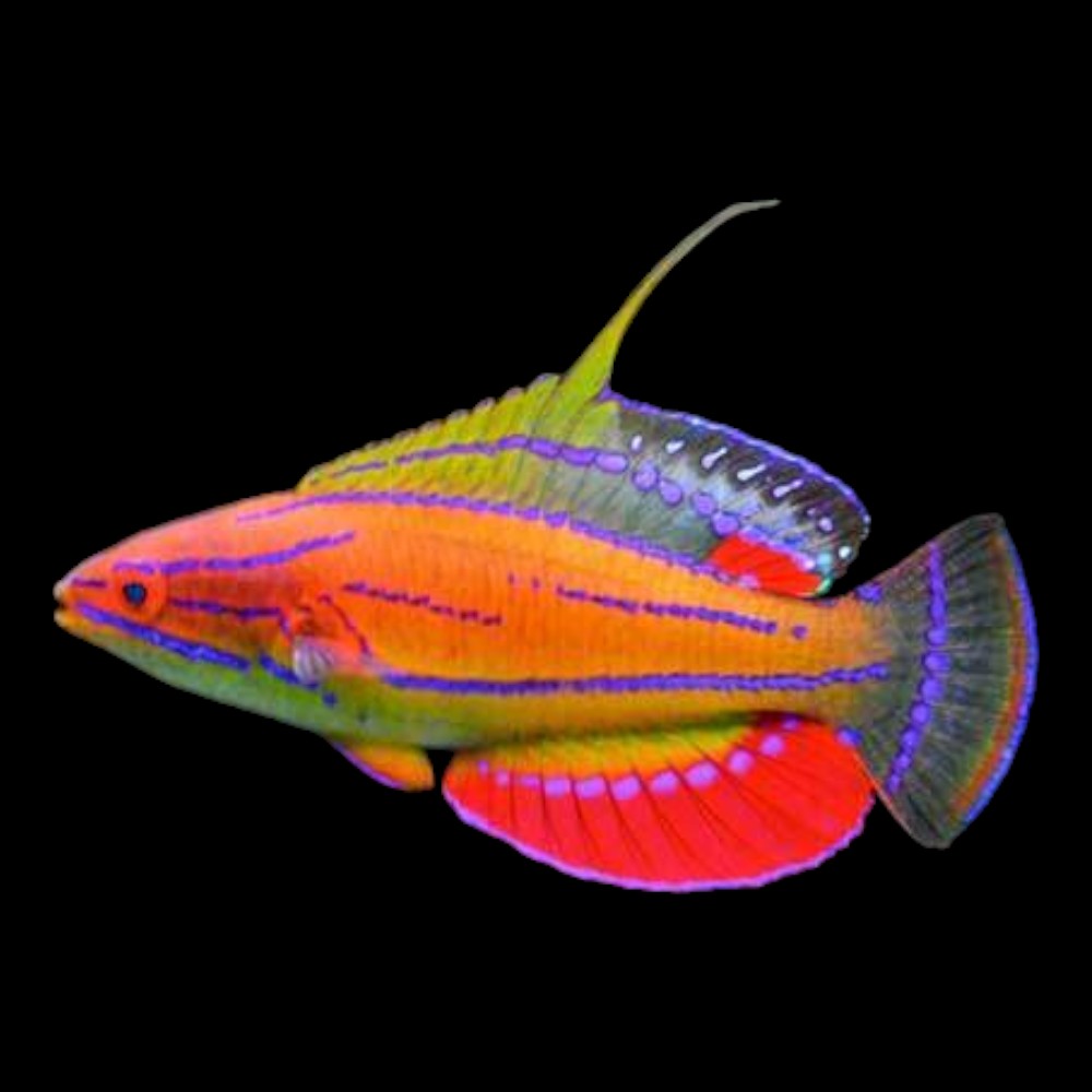 Carpenters Flasher Wrasse