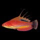 Carpenters Flasher Wrasse