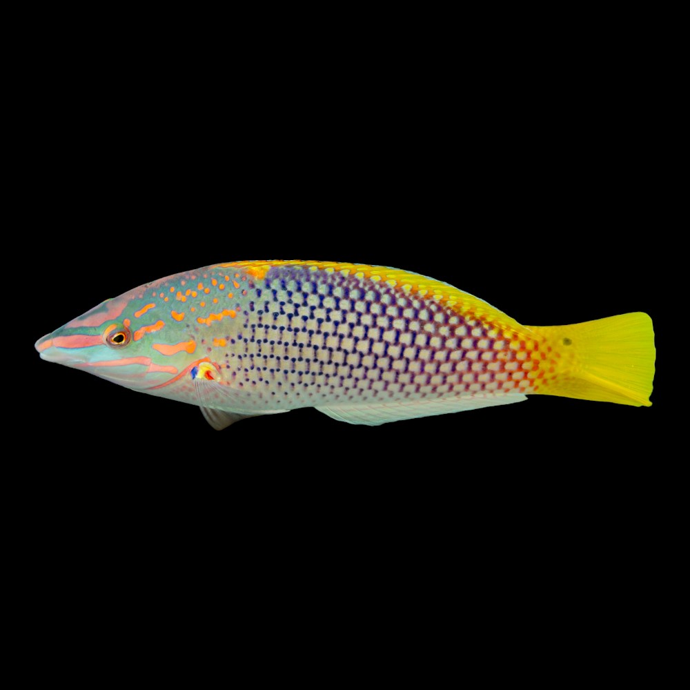 Checkerboard Wrasse
