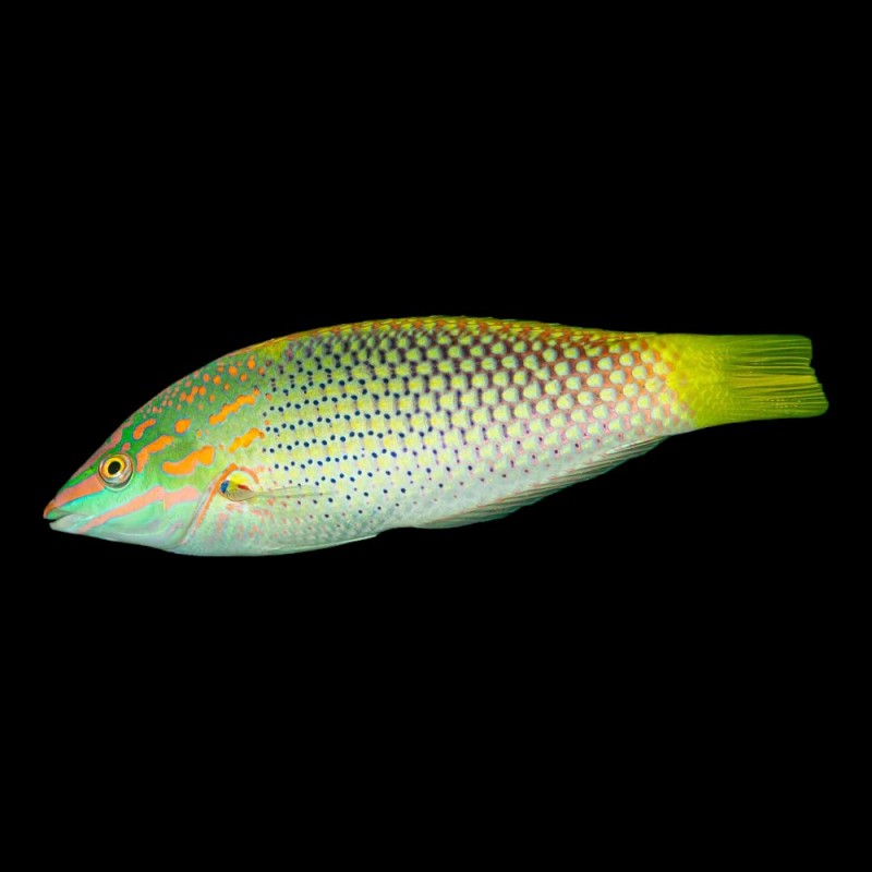Checkerboard Wrasse
