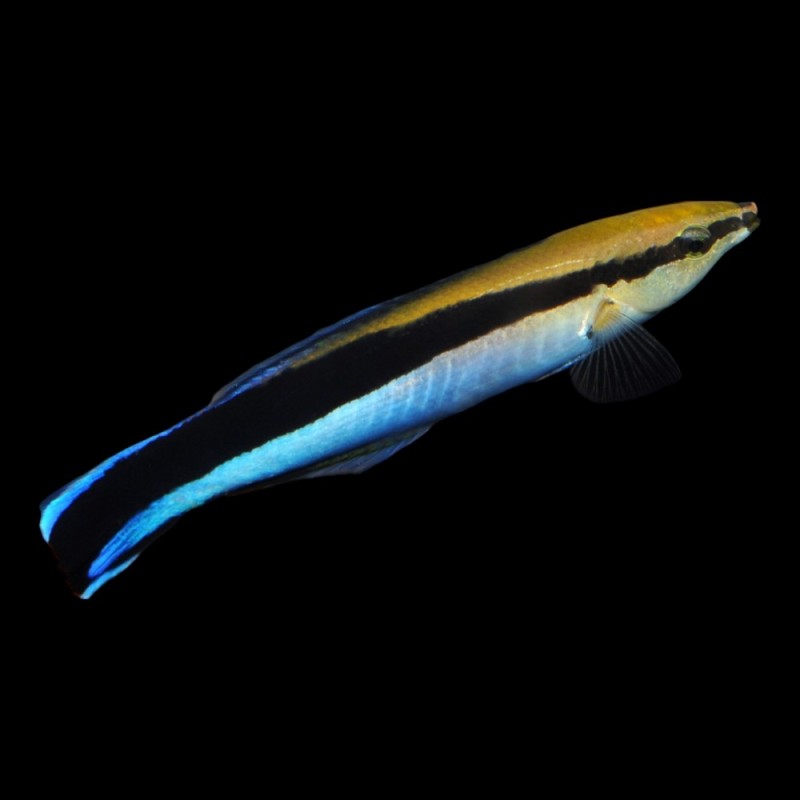 Cleaner Wrasse
