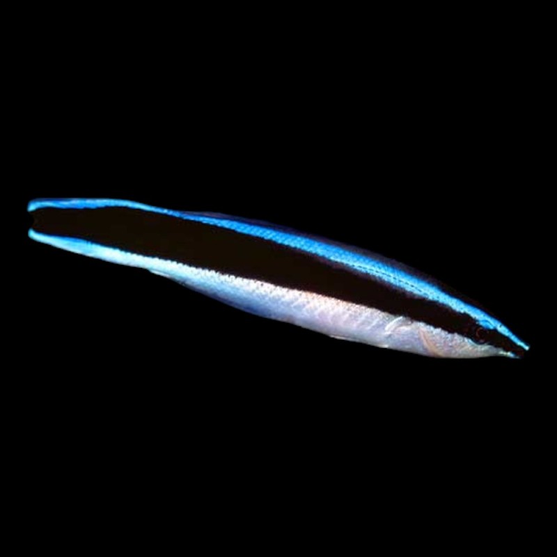 Cleaner Wrasse
