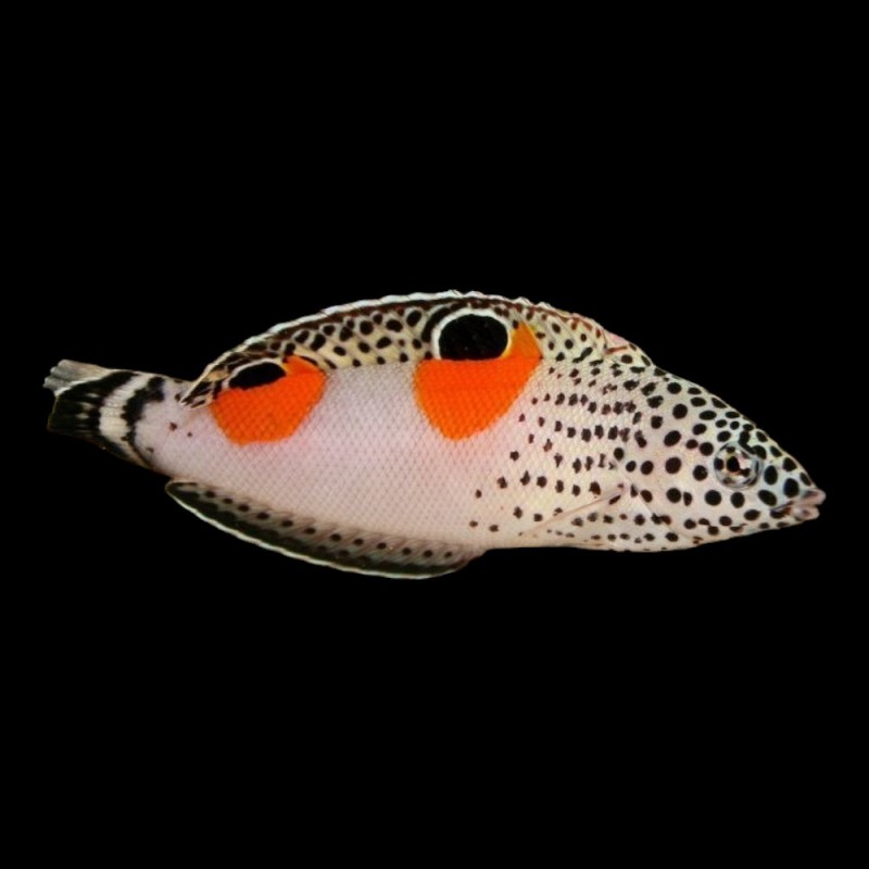 Clown Wrasse
