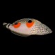 Clown Wrasse
