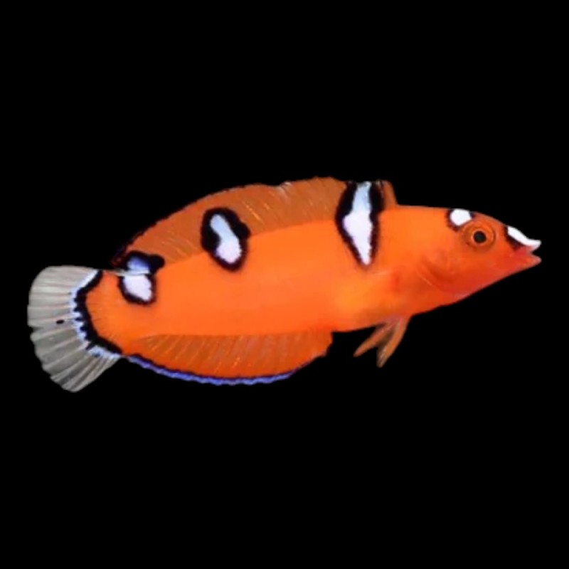 Clown Wrasse