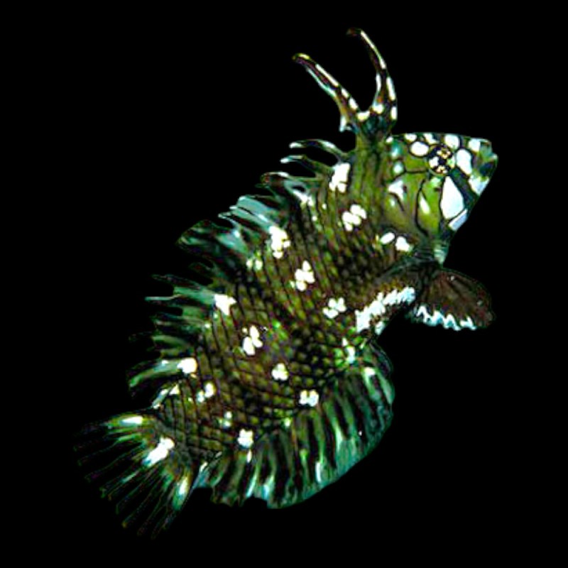 Dragon Wrasse