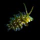 Dragon Wrasse