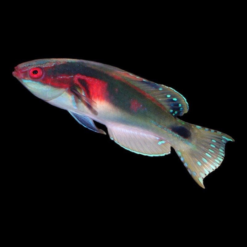 Exquisite Wrasse