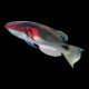 Exquisite Wrasse