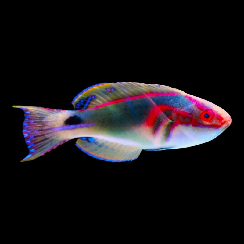 Exquisite Wrasse