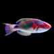 Exquisite Wrasse