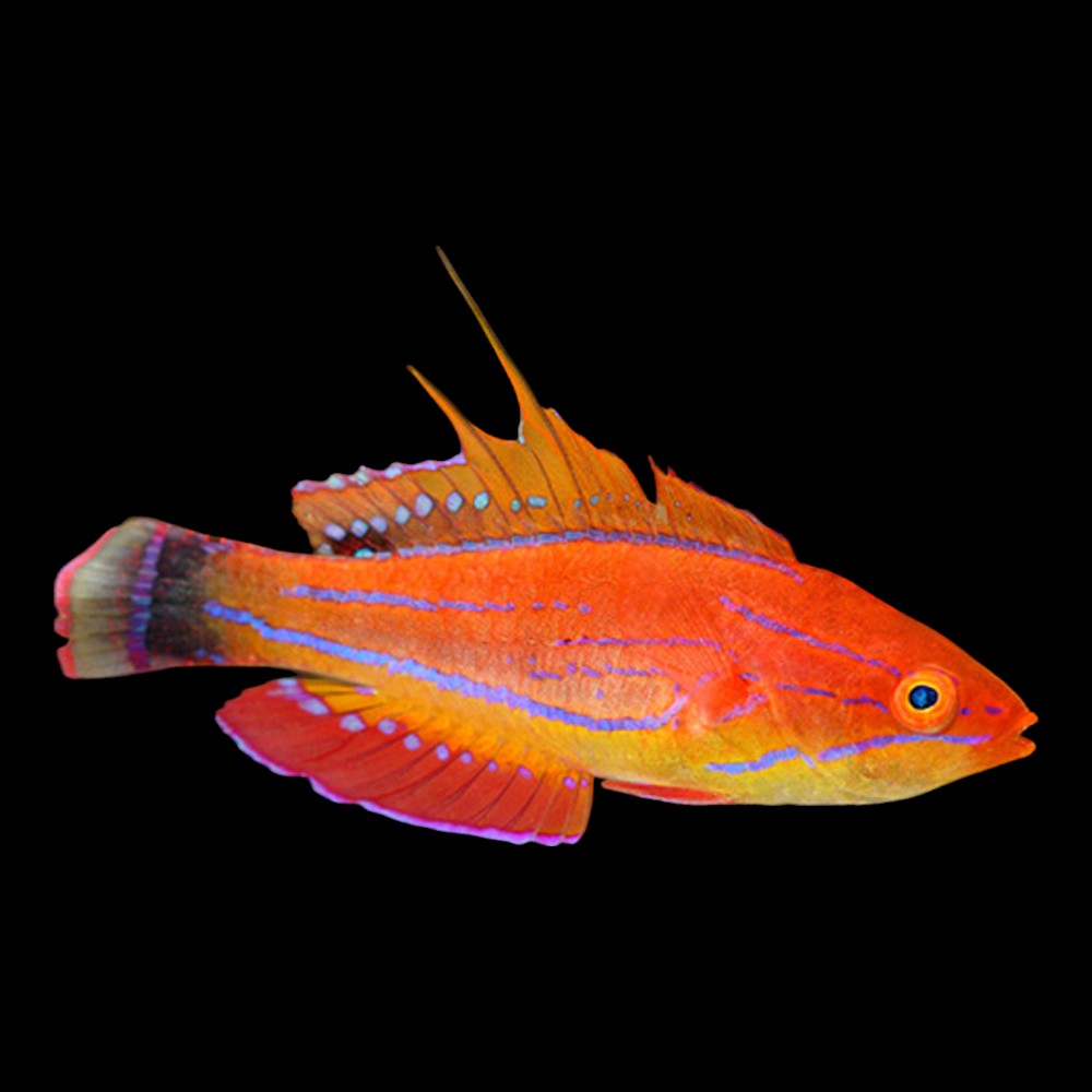 Filamented Flasher Wrasse