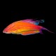Filamented Flasher Wrasse