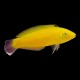 Golden Wrasse