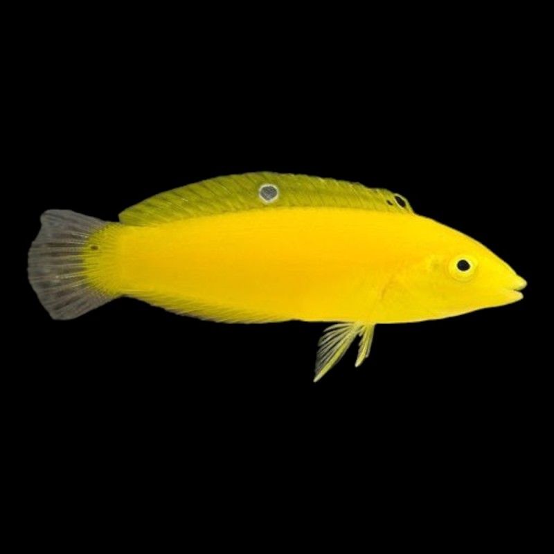 Golden Wrasse