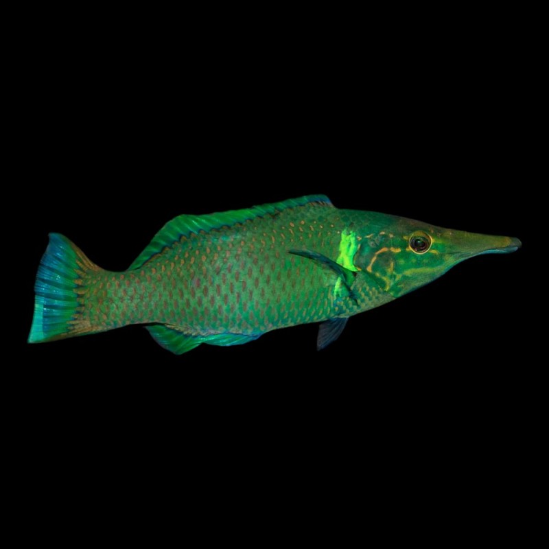 Green Bird Wrasse
