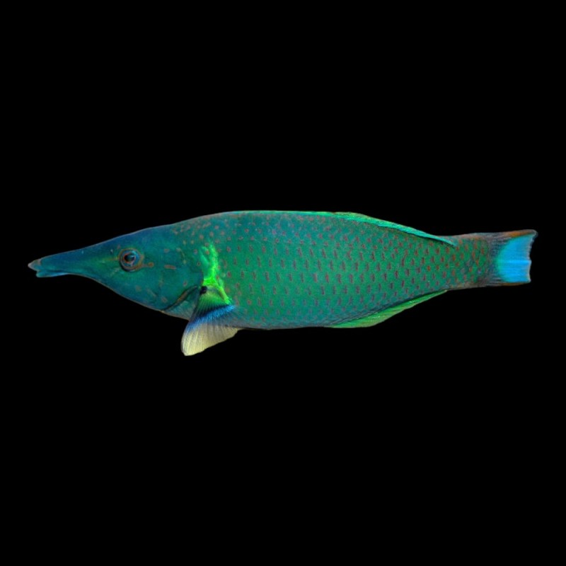 Green Bird Wrasse