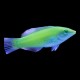Green Wrasse