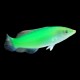 Green Wrasse
