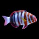 Harlequin Tuskfish