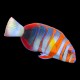 Harlequin Tuskfish