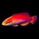 Hawaiian Flame Parrot Wrasse