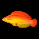 Hawaiian Flame Parrot Wrasse