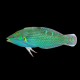 Hoevens Wrasse