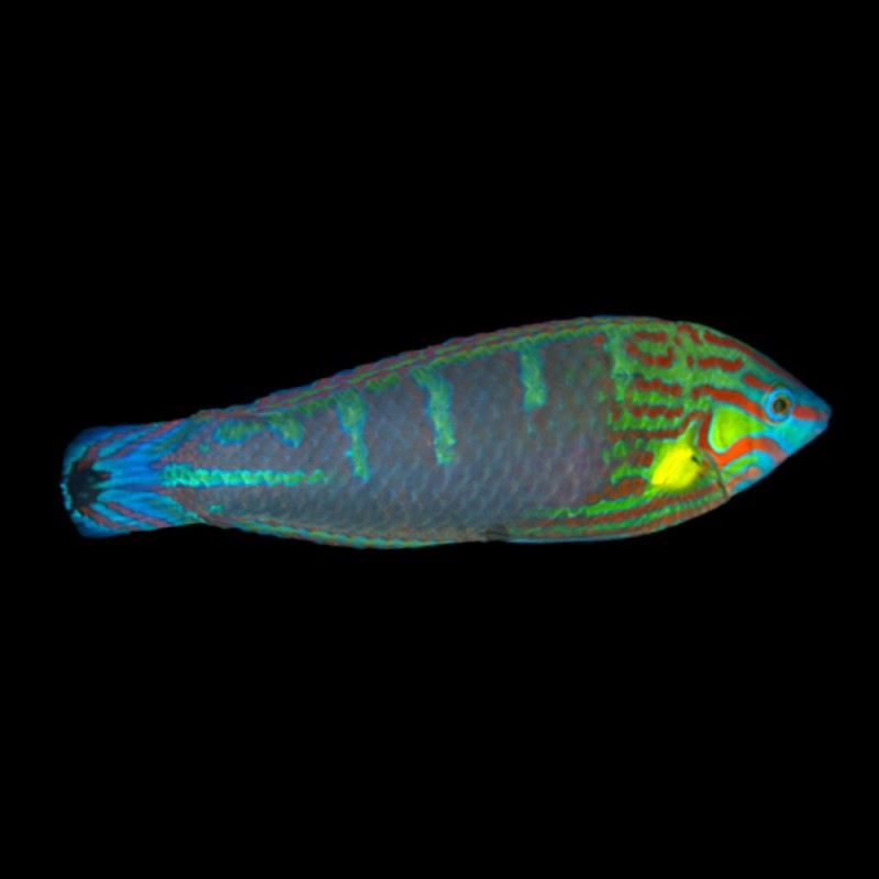 Hoevens Wrasse