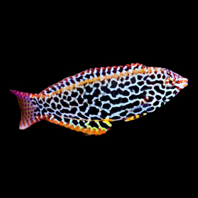 Leopard Wrasse