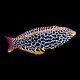 Leopard Wrasse