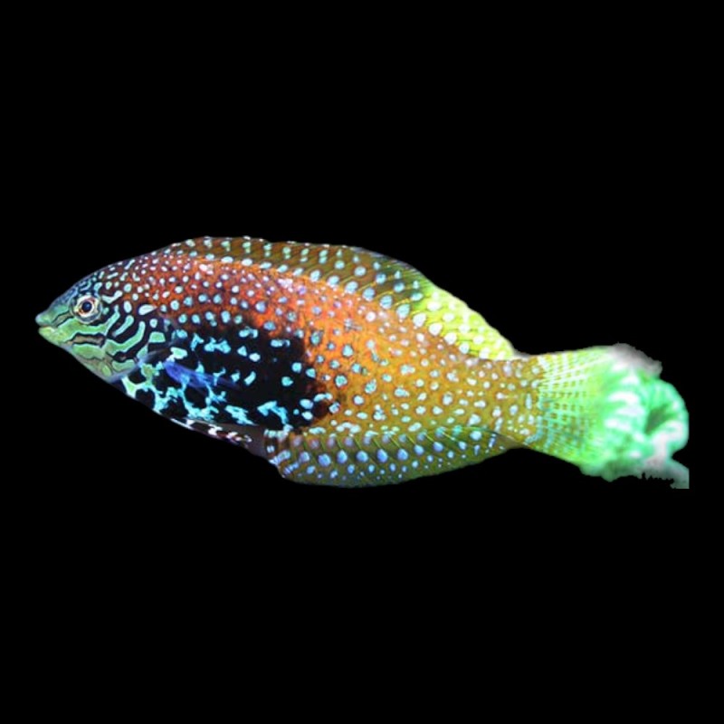 Leopard Wrasse